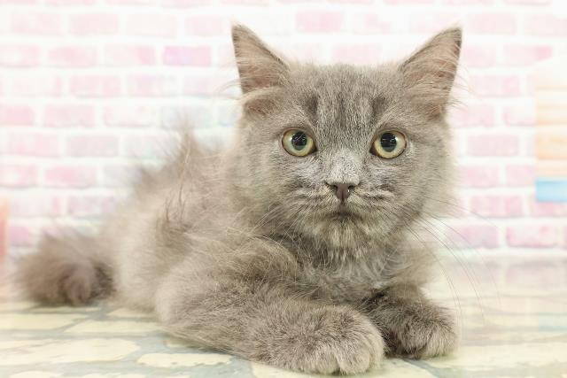 長野県のラガマフィン (Coo&RIKUコメリパワー長野東部店/2025年9月23日生まれ/男の子/ブルー)の子猫の3枚目の画像