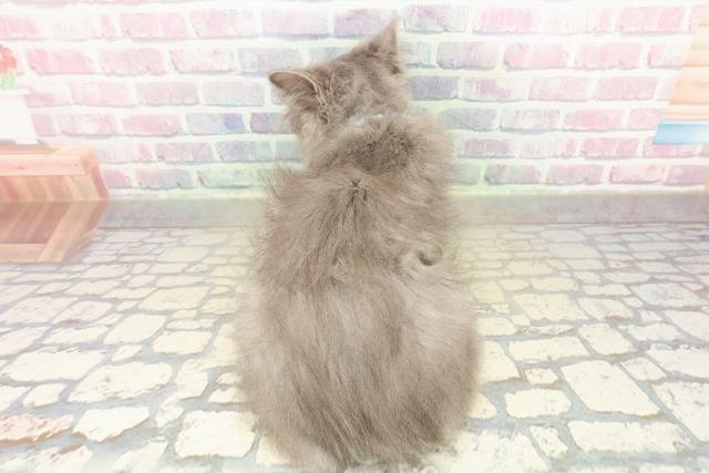 長野県のラガマフィン (Coo&RIKUコメリパワー長野東部店/2025年9月23日生まれ/男の子/ブルー)の子猫の4枚目の画像