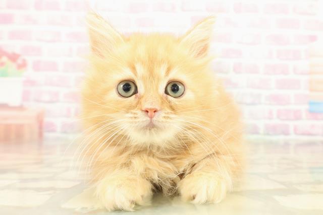 神奈川県のラガマフィン (Coo&RIKU横浜旭店/2025年11月2日生まれ/男の子/レッドタビー)の子猫の1枚目の画像