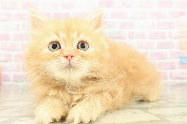 神奈川県のラガマフィン (Coo&RIKU横浜旭店/2025年11月2日生まれ/男の子/レッドタビー)の子猫の2枚目の画像