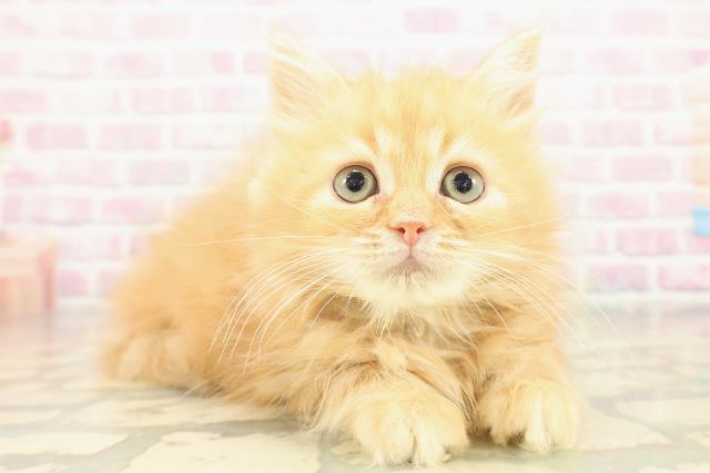 神奈川県のラガマフィン (Coo&RIKU横浜旭店/2025年11月2日生まれ/男の子/レッドタビー)の子猫の3枚目の画像