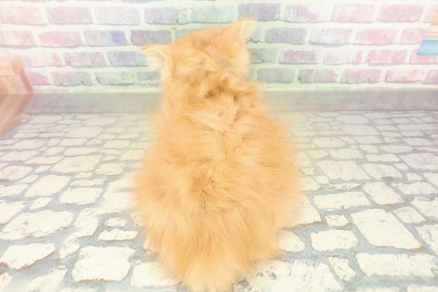 神奈川県のラガマフィン (Coo&RIKU横浜旭店/2025年11月2日生まれ/男の子/レッドタビー)の子猫の4枚目の画像