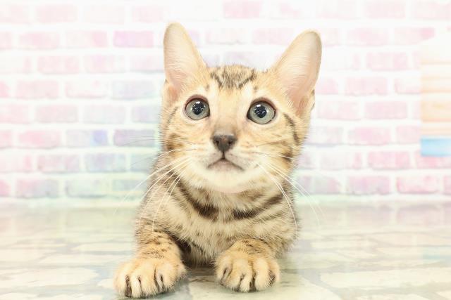 新潟県のベンガル (Coo&RIKUイオンモール新発田店/2025年10月30日生まれ/女の子/ブラウンスポットタビー)の子猫の1枚目の画像