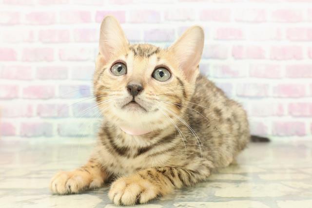 新潟県のベンガル (Coo&RIKUイオンモール新発田店/2025年10月30日生まれ/女の子/ブラウンスポットタビー)の子猫の2枚目の画像