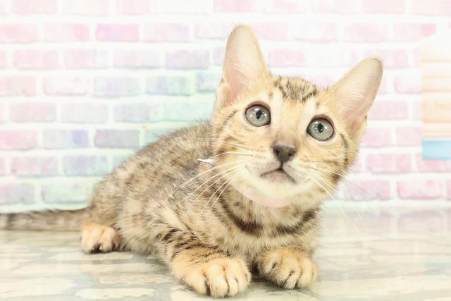 新潟県のベンガル (Coo&RIKUイオンモール新発田店/2025年10月30日生まれ/女の子/ブラウンスポットタビー)の子猫の3枚目の画像