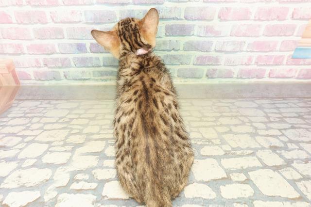 新潟県のベンガル (Coo&RIKUイオンモール新発田店/2025年10月30日生まれ/女の子/ブラウンスポットタビー)の子猫の4枚目の画像