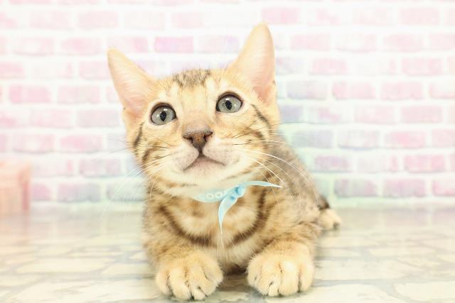 山形県のベンガル (Coo&RIKUイオンタウン酒田店/2025年10月30日生まれ/男の子/ブラウンスポットタビー)の子猫の1枚目の画像