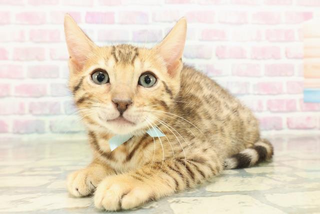 山形県のベンガル (Coo&RIKUイオンタウン酒田店/2025年10月30日生まれ/男の子/ブラウンスポットタビー)の子猫の2枚目の画像