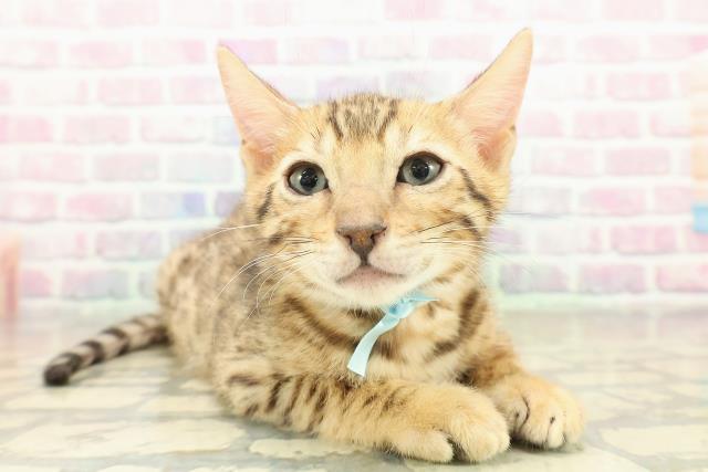 山形県のベンガル (Coo&RIKUイオンタウン酒田店/2025年10月30日生まれ/男の子/ブラウンスポットタビー)の子猫の3枚目の画像