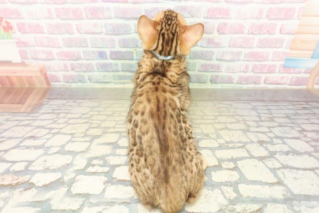 山形県のベンガル (Coo&RIKUイオンタウン酒田店/2025年10月30日生まれ/男の子/ブラウンスポットタビー)の子猫の4枚目の画像