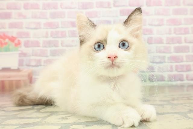 北海道のラグドール (Coo&RIKU岩見沢店/2025年10月16日生まれ/女の子/シールトーティポイントバイカラー)の子猫の3枚目の画像