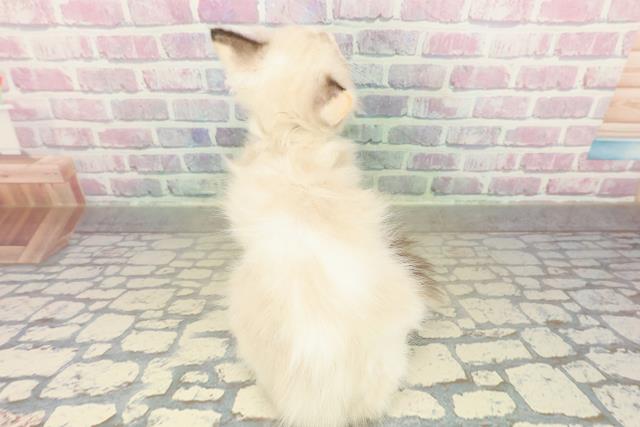 北海道のラグドール (Coo&RIKU岩見沢店/2025年10月16日生まれ/女の子/シールトーティポイントバイカラー)の子猫の4枚目の画像