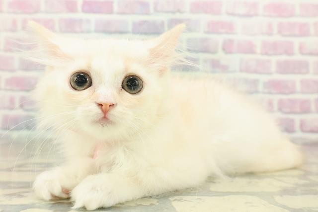 北海道のマンチカン (Coo&RIKU釧路店/2025年10月23日生まれ/女の子/クリームホワイト)の子猫の2枚目の画像