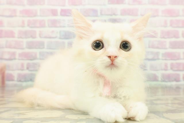 北海道のマンチカン (Coo&RIKU釧路店/2025年10月23日生まれ/女の子/クリームホワイト)の子猫の3枚目の画像