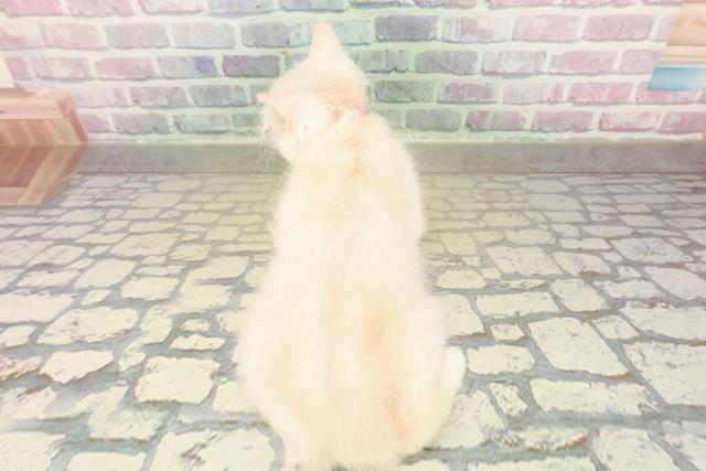 北海道のマンチカン (Coo&RIKU釧路店/2025年10月23日生まれ/女の子/クリームホワイト)の子猫の4枚目の画像