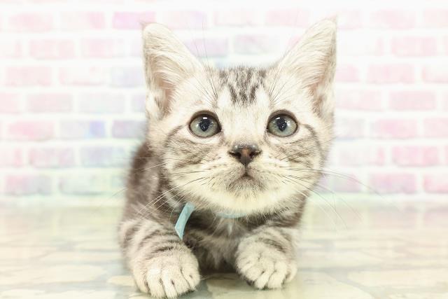 新潟県のアメリカンショートヘアー (Coo&RIKUイオンモール新発田店/2025年10月23日生まれ/男の子/シルバークラシックタビー)の子猫