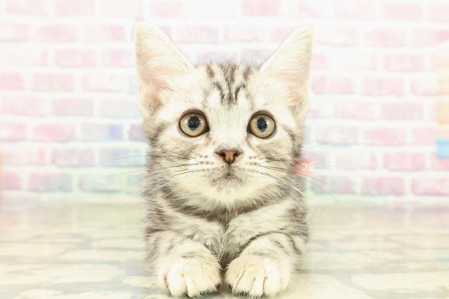 青森県のアメリカンショートヘアー (Coo&RIKU弘前店/2025年10月23日生まれ/女の子/シルバークラシックタビー)の子猫