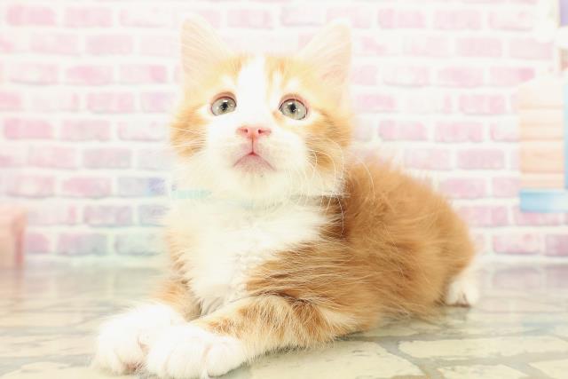 北海道のメインクーン (Coo&RIKU岩見沢店/2025年11月16日生まれ/男の子/レッドタビーホワイト)の子猫の2枚目の画像