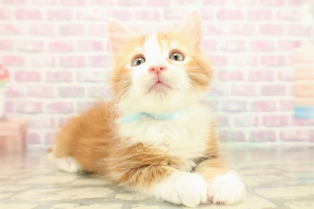 北海道のメインクーン (Coo&RIKU岩見沢店/2025年11月16日生まれ/男の子/レッドタビーホワイト)の子猫の3枚目の画像