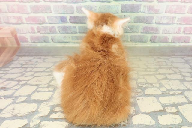 北海道のメインクーン (Coo&RIKU岩見沢店/2025年11月16日生まれ/男の子/レッドタビーホワイト)の子猫の4枚目の画像