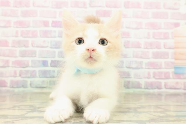 北海道のメインクーン (Coo&RIKU釧路店/2025年11月16日生まれ/男の子/クリームタビーホワイト)の子猫の1枚目の画像