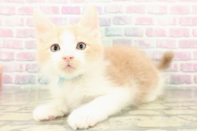 北海道のメインクーン (Coo&RIKU釧路店/2025年11月16日生まれ/男の子/クリームタビーホワイト)の子猫の2枚目の画像