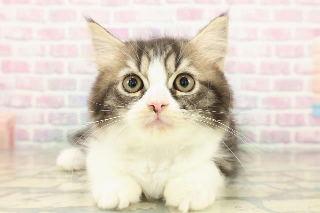 長野県のラガマフィン (Coo&RIKU綿半権堂店/2025年10月20日生まれ/男の子/ブラウンタビーホワイト)の子猫