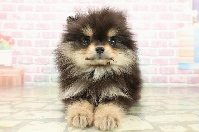 東京都のポメラニアン (Coo&RIKU秋葉原店/2025年11月16日生まれ/女の子/ブラックタン)の子犬の1枚目の画像