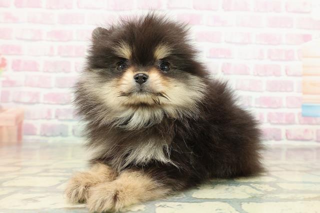 東京都のポメラニアン (Coo&RIKU秋葉原店/2025年11月16日生まれ/女の子/ブラックタン)の子犬の2枚目の画像