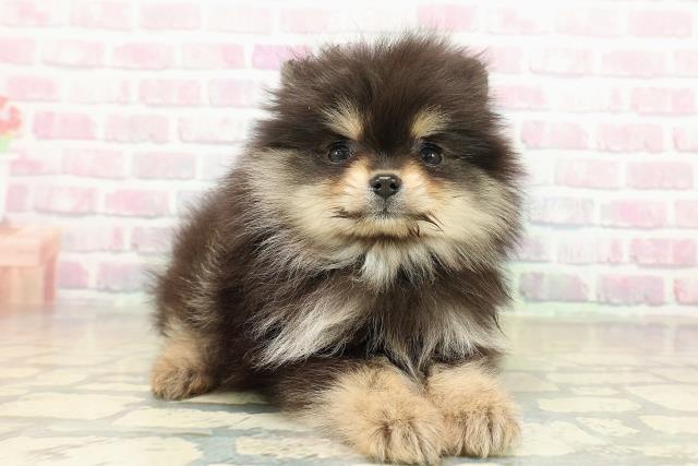 東京都のポメラニアン (Coo&RIKU秋葉原店/2025年11月16日生まれ/女の子/ブラックタン)の子犬の3枚目の画像