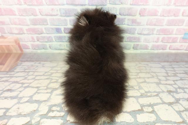 東京都のポメラニアン (Coo&RIKU秋葉原店/2025年11月16日生まれ/女の子/ブラックタン)の子犬の4枚目の画像