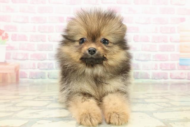 沖縄県のポメラニアン (Coo&RIKUイーアス沖縄豊崎店/2025年11月16日生まれ/女の子/オレンジセーブル)の子犬の1枚目の画像