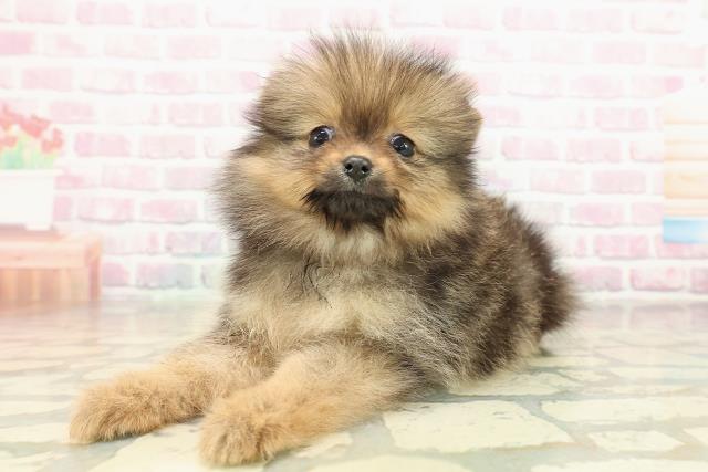 沖縄県のポメラニアン (Coo&RIKUイーアス沖縄豊崎店/2025年11月16日生まれ/女の子/オレンジセーブル)の子犬の2枚目の画像