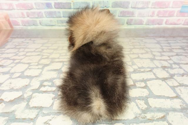 沖縄県のポメラニアン (Coo&RIKUイーアス沖縄豊崎店/2025年11月16日生まれ/女の子/オレンジセーブル)の子犬の4枚目の画像