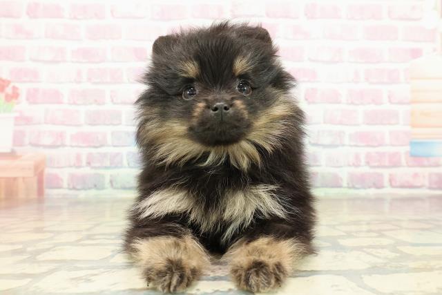 北海道のポメラニアン (Coo&RIKU帯広店/2025年11月16日生まれ/女の子/ブラックタン)の子犬の1枚目の画像