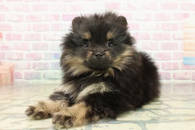 北海道のポメラニアン (Coo&RIKU帯広店/2025年11月16日生まれ/女の子/ブラックタン)の子犬の2枚目の画像