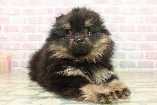 北海道のポメラニアン (Coo&RIKU帯広店/2025年11月16日生まれ/女の子/ブラックタン)の子犬の3枚目の画像