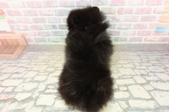 北海道のポメラニアン (Coo&RIKU帯広店/2025年11月16日生まれ/女の子/ブラックタン)の子犬の4枚目の画像