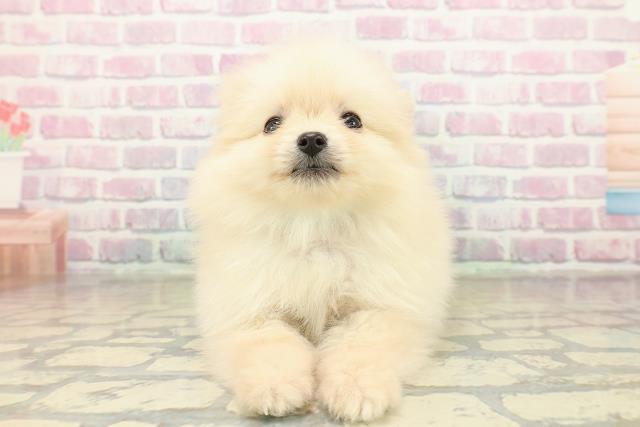 東京都のポメラニアン (Coo&RIKU江戸川店/2025年11月16日生まれ/男の子/クリーム)の子犬の1枚目の画像