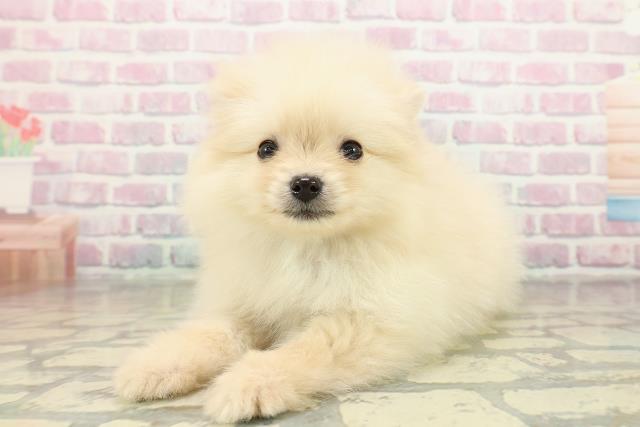 東京都のポメラニアン (Coo&RIKU江戸川店/2025年11月16日生まれ/男の子/クリーム)の子犬の2枚目の画像