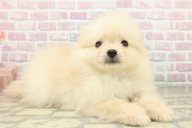 東京都のポメラニアン (Coo&RIKU江戸川店/2025年11月16日生まれ/男の子/クリーム)の子犬の3枚目の画像