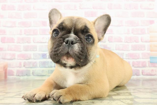 東京都のフレンチブルドッグ (Coo&RIKU高円寺店/2025年11月15日生まれ/男の子/フォーンホワイト)の子犬の2枚目の画像