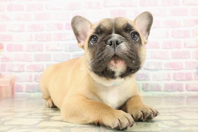 東京都のフレンチブルドッグ (Coo&RIKU高円寺店/2025年11月15日生まれ/男の子/フォーンホワイト)の子犬の3枚目の画像