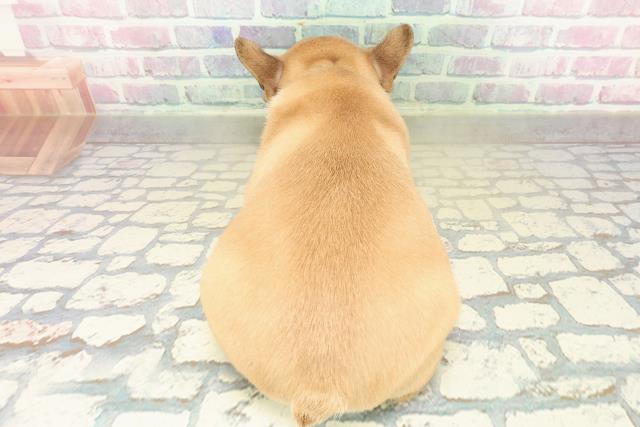 東京都のフレンチブルドッグ (Coo&RIKU高円寺店/2025年11月15日生まれ/男の子/フォーンホワイト)の子犬の4枚目の画像