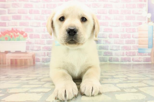 ラブラドール・レトリバー