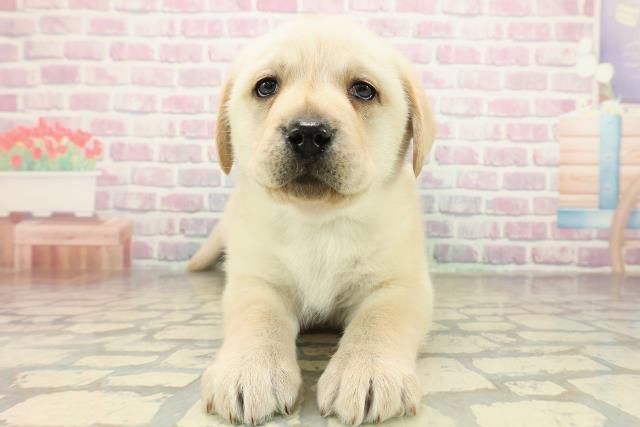 ラブラドール・レトリバー