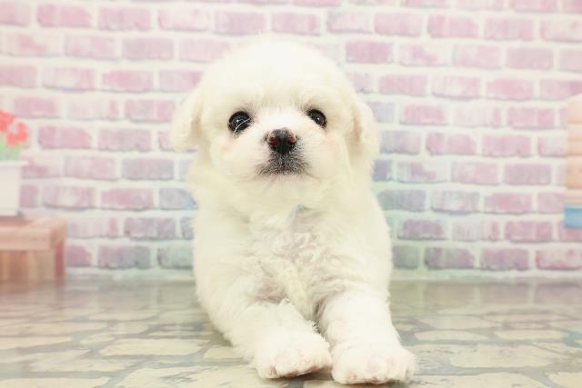 千葉県のビションフリーゼ (Coo&RIKUフレスポ稲毛店/2025年11月15日生まれ/男の子/ホワイト)の子犬の1枚目の画像