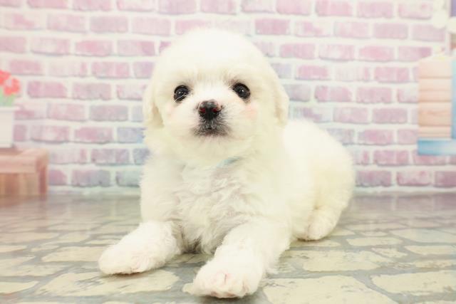 千葉県のビションフリーゼ (Coo&RIKUフレスポ稲毛店/2025年11月15日生まれ/男の子/ホワイト)の子犬の2枚目の画像