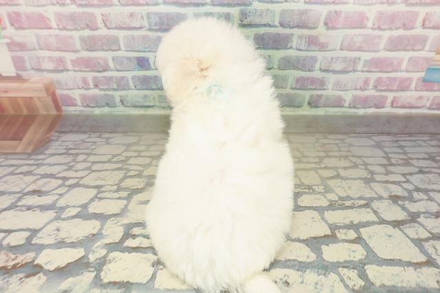 千葉県のビションフリーゼ (Coo&RIKUフレスポ稲毛店/2025年11月15日生まれ/男の子/ホワイト)の子犬の4枚目の画像