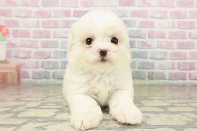 千葉県のビションフリーゼ (Coo&RIKU若葉都賀店/2025年11月15日生まれ/男の子/ホワイト)の子犬